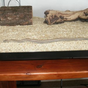 First Rosy Boa