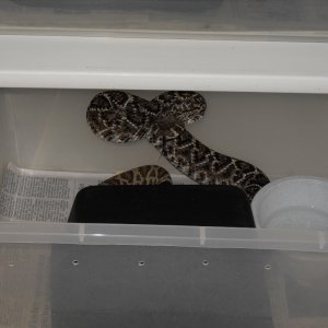 Venomous Snakes of Oklahoma