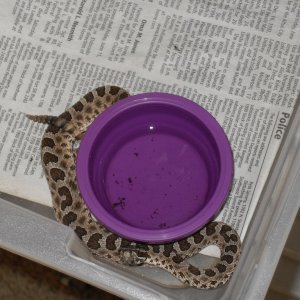 Venomous Snakes of Oklahoma