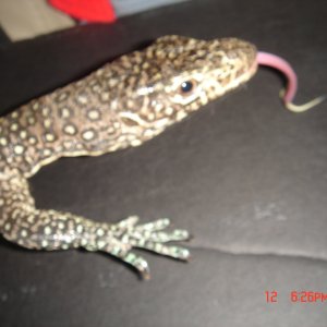varanus doreanus finschi