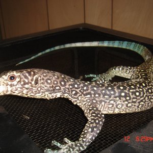 varanus doreanus finschi