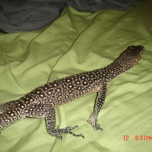 varanus doreanus finschi