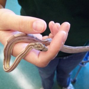 ARRS adoptable rat snake