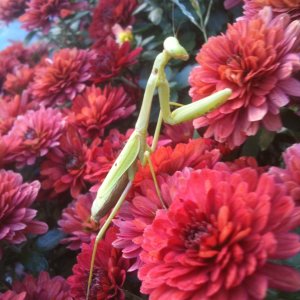 Random Mantis