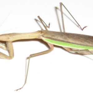 Mantis