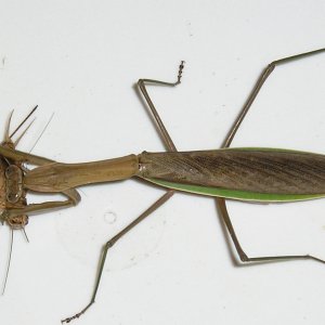 Mantis