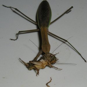 Mantis