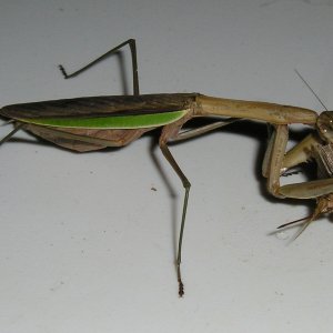 Mantis