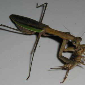 Mantis