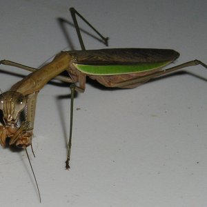 Mantis