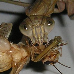 Mantis