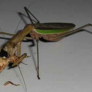Mantis