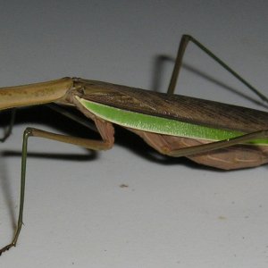 Mantis