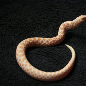Kenny 1.0 albino western