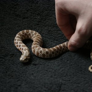 Roxanne 0.1 het albino western