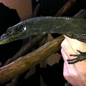Black Tree Monitor Pair -Female