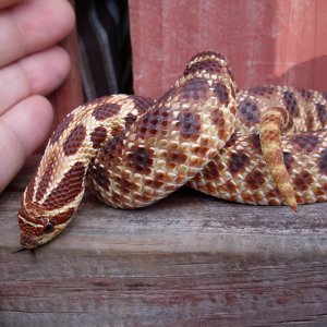 My Western Hognose