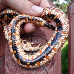 My Western Hognose