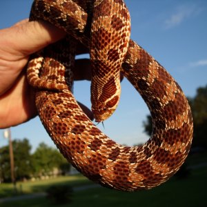My Western Hognose