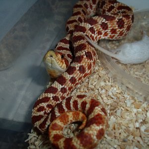 My Western Hognose