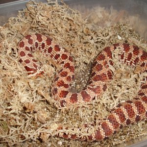 My Western Hognose