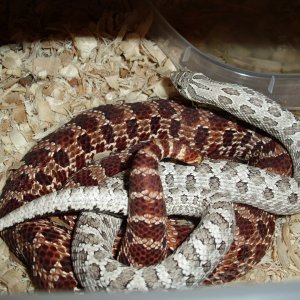 My Western Hognose