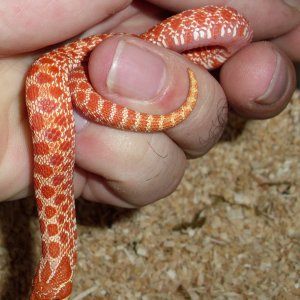 My Western Hognose