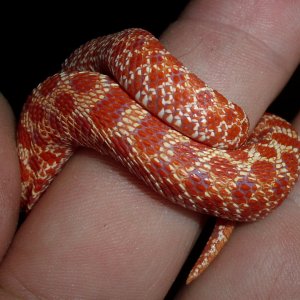 My Western Hognose