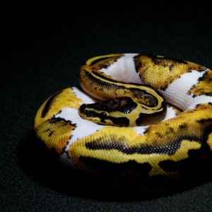 My pastel pied male at 250 grams