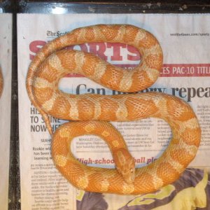My amel corn snake