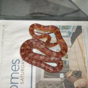 My okeetee corn snake