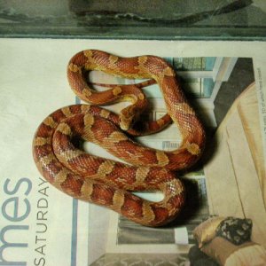 My okeetee corn snake