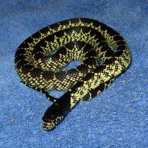 Desert kingsnake (2009 female)