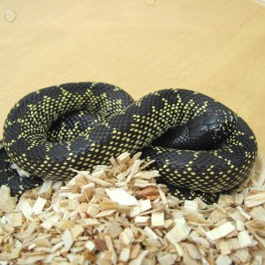 Desert kingsnake (2009 male)