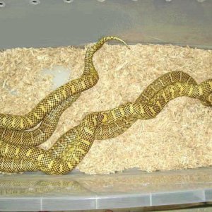 high-yellow brooksi