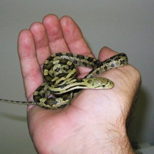 het "moonshine" greenish rat (2010 female)