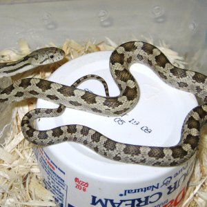 het "moonshine" greenish rat (2010 male)