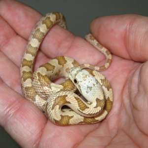 "moonshine" hypo (dark phase)