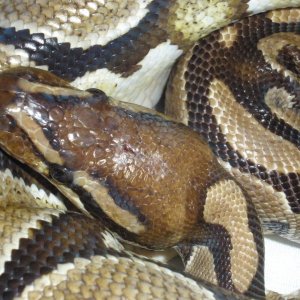 Poss Burgundy
