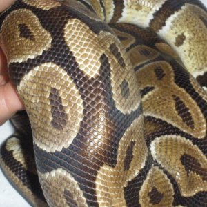 Poss Burgundy