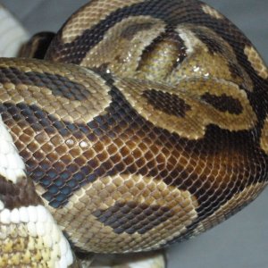 Poss Burgundy