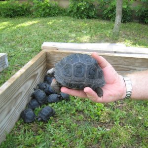 YOUNG ALDABRA TORTOISE