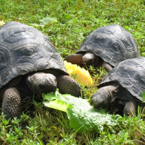YOUNG ALDABRA TORTOISES