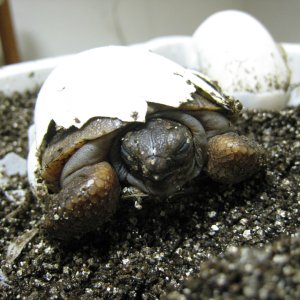 ALDABRA TORTOISE HATCHING