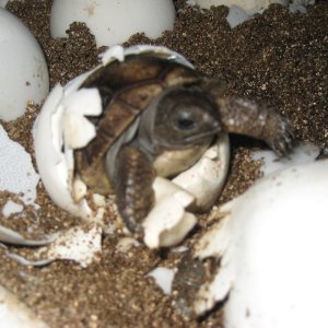 ALDABRA TORTOISE HATCHING