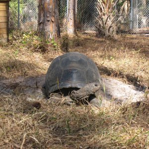 FEMALE ALDABRA TORTOISE