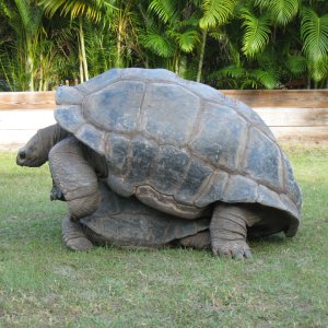 BREEDING ALDABRA TORTOISES