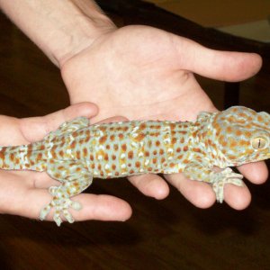 REX