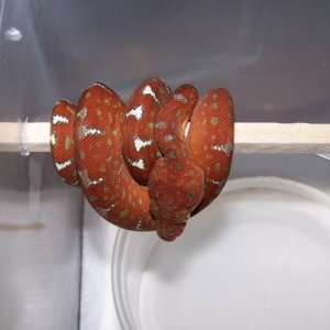 Emerald Tree Boa Juvi