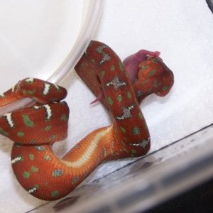 Emerald Boa Juvi
